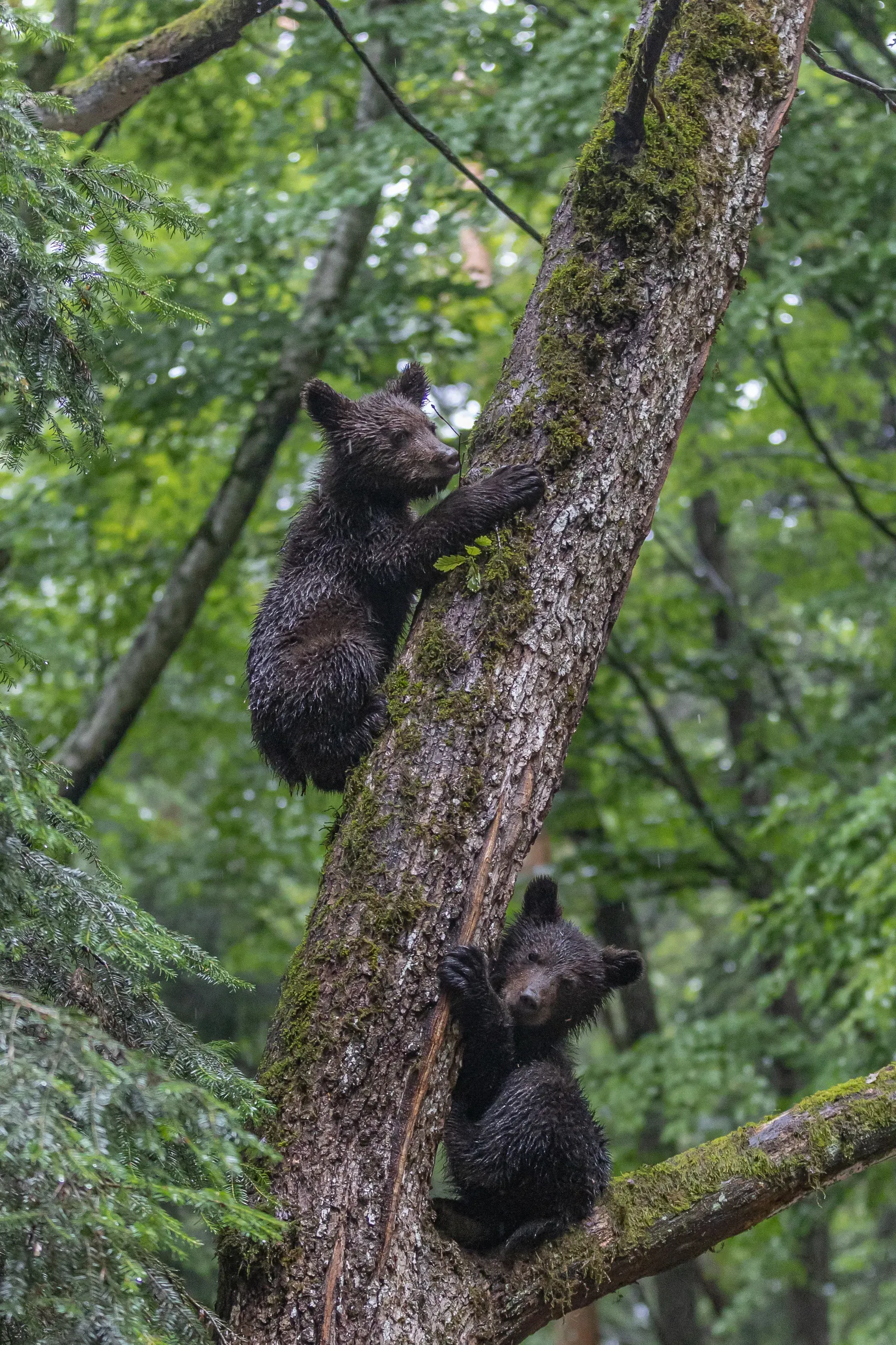 Pui de urs cățărându-se în copac