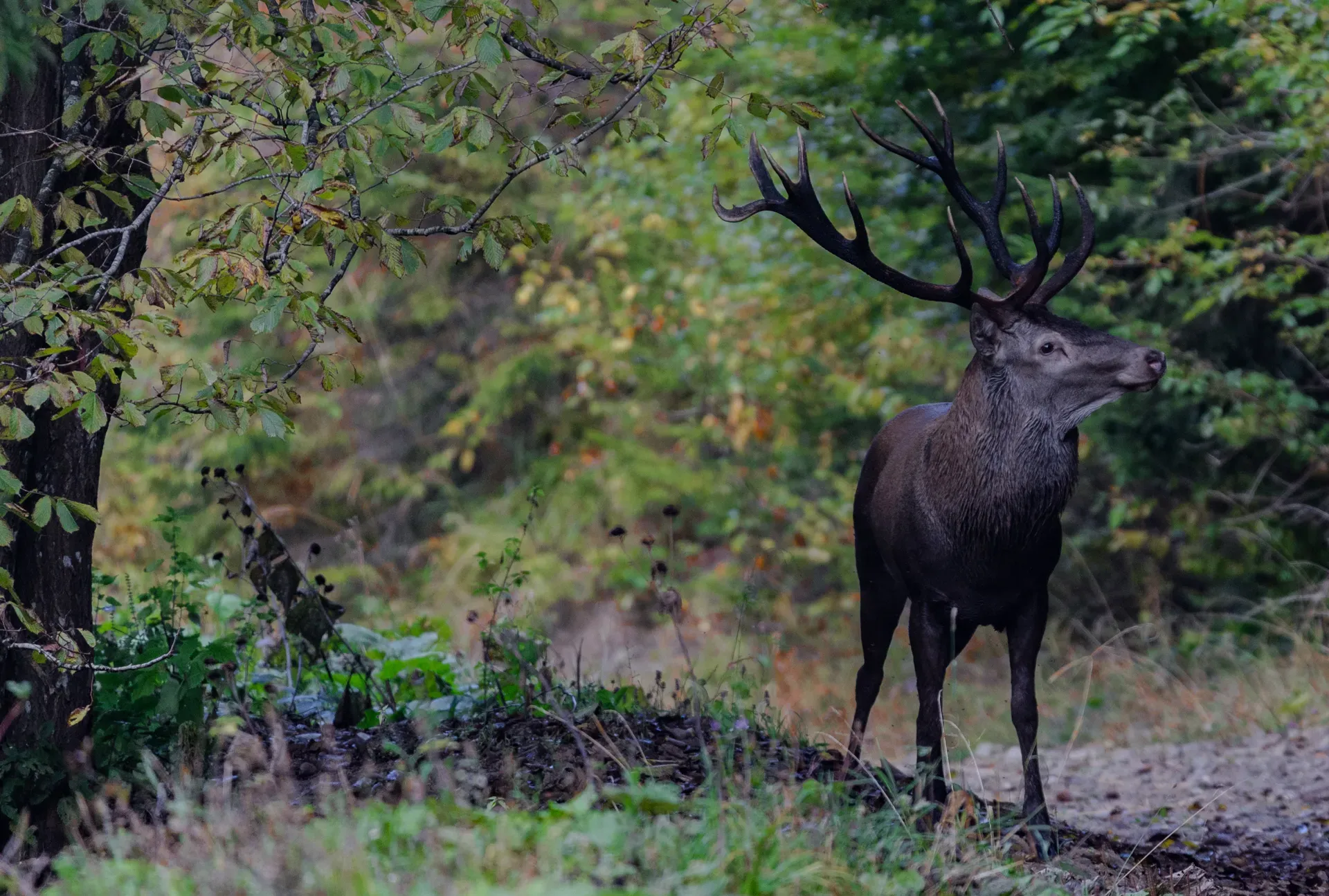 Cerb în boncăluit — pădure de toamnă